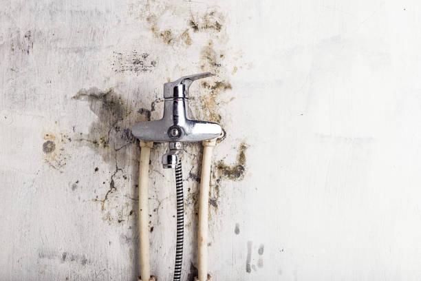 Certified Mold Removal in Metropolis, IL