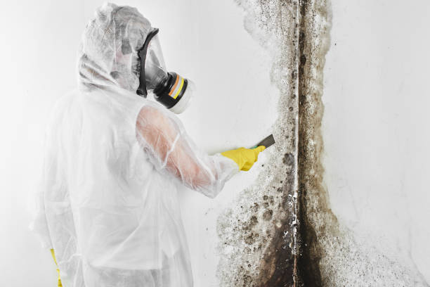 Best Mold Testing  in Metropolis, IL