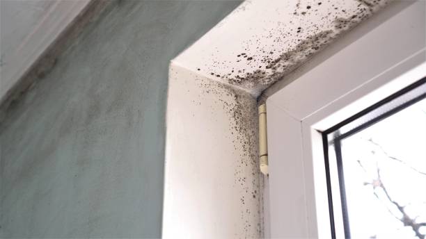 Best Commercial Mold Removal  in Metropolis, IL