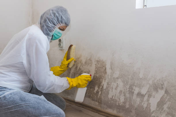 Best Office Mold Removal Services  in Metropolis, IL
