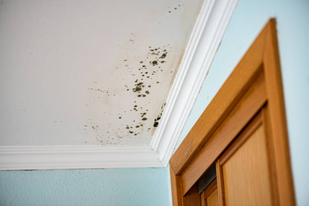 Best Mold Cleaning Services  in Metropolis, IL