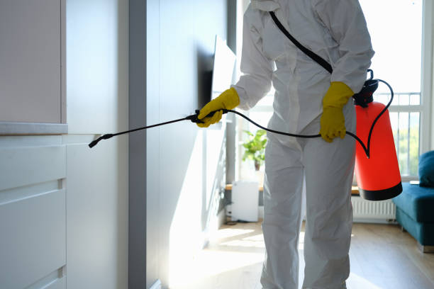 Trusted Metropolis, IL Mold Removal Experts
