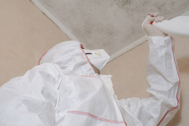 Best Local Mold Removal Service  in Metropolis, IL