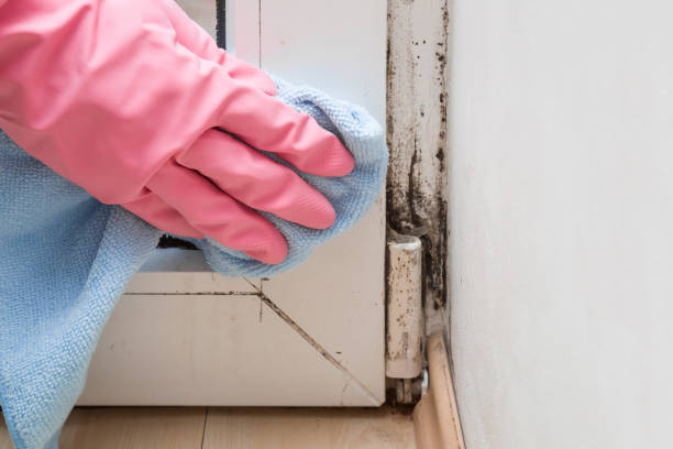 Office Mold Removal Services in Metropolis, IL