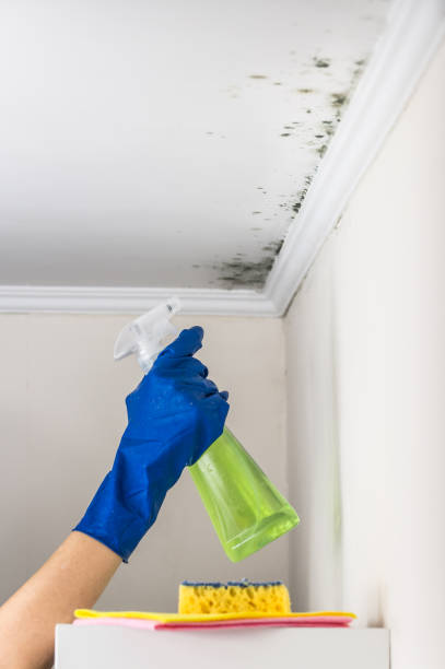 Best Commercial Mold Removal  in Metropolis, IL